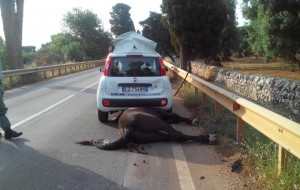 Cavallo travolto da una Panda sulla Ostuni-Montalbano