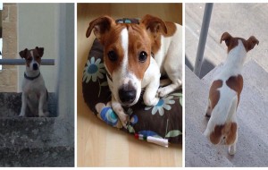 La storia di Lara, il Jack Russell di Enrica ritrovato grazie a facebook