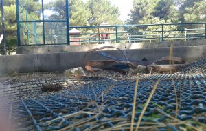 “Vergogna: ecco in quali condizioni versano i giardini pubblici di Francavilla” (Cavallo, Ncd)