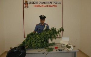 Coltivano marijuana in casa: nei guai coppia di Fasano