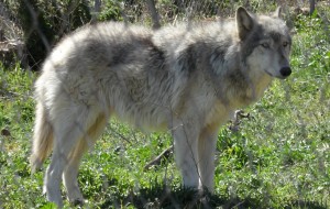 Lupi attaccano aziende brindisine: la Cia si mobilita