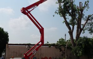C’è necessità di decoro, lavoratori del settore verde in ferie solo dopo il 10 Agosto. Cobas: “è l’inizio dei problemi per BMS e per la città”