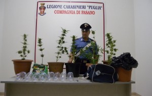 Coltivano marijuana: nei guai due fasanesi