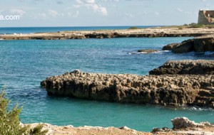 Alga tossica: “Nessun pericolo per i bagnanti lungo la costa ostunese”