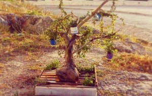 Ostuni Green Riot colpisce ancora