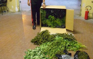 Coltivano marijuana in casolare rurale: arrestati due oritani