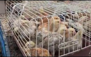 Animali feriti ed in gabbia alla Fiera di San Teodoro: Aidaa e Consales, “episodio inaccettabile”