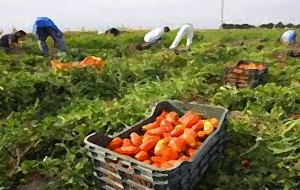 Morire nei campi: quanto c’è di naturale? Di Michela Almiento e Antonio Ligorio