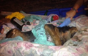 Cane morto gettato nel cassonetto dei rifiuti