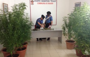 Coltiva 13 piante di marijuana in casa: arriva il fermo dei Carabinieri