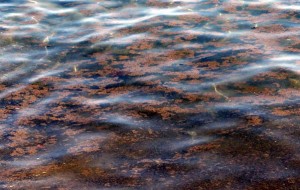 Alga Tossica, parla il Medico Sindaco: “evento naturale, occorre restare tranquilli”