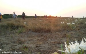 Millenari di Puglia: escursioni dal 19 al 23 Agosto