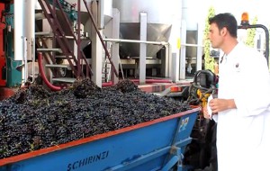 Cantine Aperte a Cellino: food blogger e giornalisti in visita a Due Palme (video)