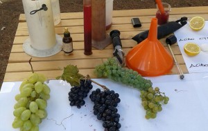 Martedì e mercoledì “la vendemmia dei bambini” all’azienda agricola “Tre Stelle” di Vincenzo Pugliese