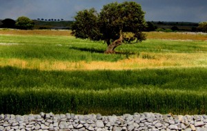 Enfiteusi, nuova piaga dell’agricoltura locale: Latiano sensibilizza la politica