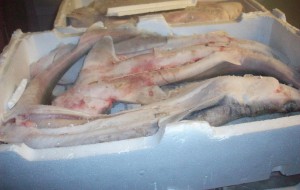 Pesce surgelato senza indicazione di provenienza: la Capitaneria ne sequestra 177 Kg