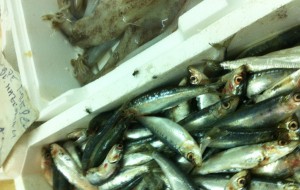Duri controlli sulla filiera della pesca: chiusa pescheria a Mesagne, pesante multa a San Pietro