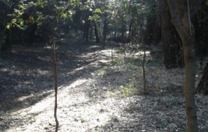 Mita, Trinchera e Marrazza: il Bosco Montecchie torni al Comune di Ceglie
