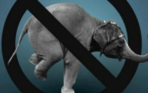 PRC: “stop ai circhi con animali a Francavilla Fontana”