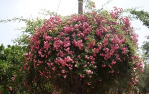 E’ brindisina la vincitrice del concorso fotografico Giardini estivi