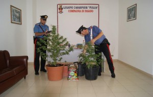 Coltiva marijuana in casa