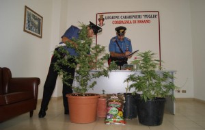 Coltiva marijuana in casa: arrestato 21enne
