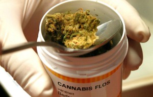 La Regione Puglia apre le porte alla Cannabis per uso terapeutico