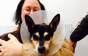 Il cane Pippo recupera la vista grazie alla generosità di un veterinario e di Aidaa Brindisi