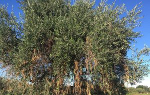 Xylella, PD: “la Regione Puglia applichi celermente le misure atte a contenere l’epidemia”