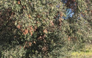 Xylella: focus sulle tecniche di contrasto a Palazzo San Francesco