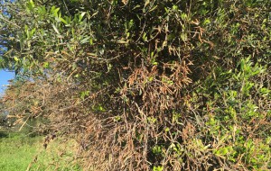 Emergenza Xylella, la Regione è concorde ad istituire un “presidio informativo” ad Ostuni