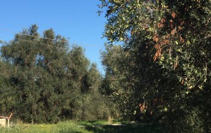 Xylella, Mariano: “ripartire dal piano del Ministro Martina”