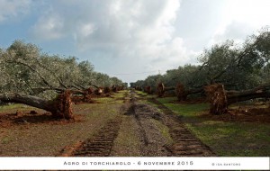 Provincia di Brindisi “trincea” per la lotta alla xylella: 30 aprile termine ultimo per le lavorazioni dei terreni