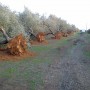 La Xylella, undicesima piaga. Di Guido Giampietro
