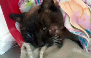 Gatto sparato e picchiato messo in salvo da giovani volontari