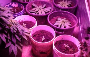 Marijuana fatta in casa: arrestato 48enne di San Vito