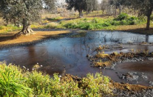 Sversamenti illegali: sequestrati altri due frantoi in Provincia di Brindisi
