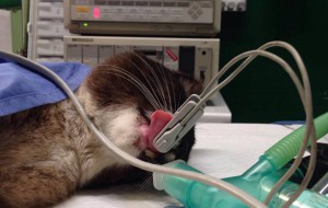 Romeo, il gatto sparato, sottoposto ad intervento chirurgico: adesso sta meglio