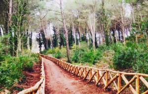 Si riconsegna alla cittadinanza la Pineta Ulmo dopo la riqualificazione