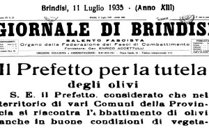 11 Luglio 1935: quando il territorio tutelava gli ulivi