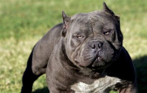 Un pitbull a guardia di 400 grammi di eroina nascosti sotto terra: arrestati due pusher rumeni