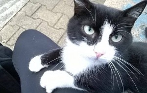 Moto sulla pista ciclabile: è strage di gatti