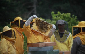 Domani il convegno Ekoclub “Le Api Sentinelle dell’ Ambiente”