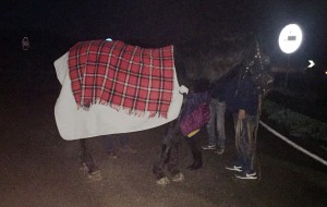 Panico sulla Brindisi-Taranto: cavallo invade la carreggiata dopo tamponamento tra pullman e furgone