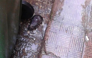 Degrado, topo morto in pieno centro a pochi metri dalla Camera di Commercio