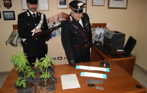 Coltiva droga, ruba energia e ricetta auto: arrestato 50enne di S. Pietro V.co