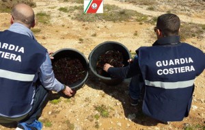 Sequestrati oltre 1000 ricci di mare