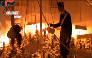 Coltivano marijuana in una serra: arrestati due giovani