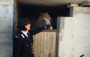 Cavalli e cani maltrattati, scatta la denuncia per zio e nipote