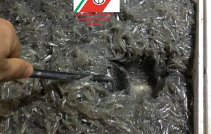 Grossi sequestri di schiuma di mare e taratuffi: tre denunce in provincia di Brindisi